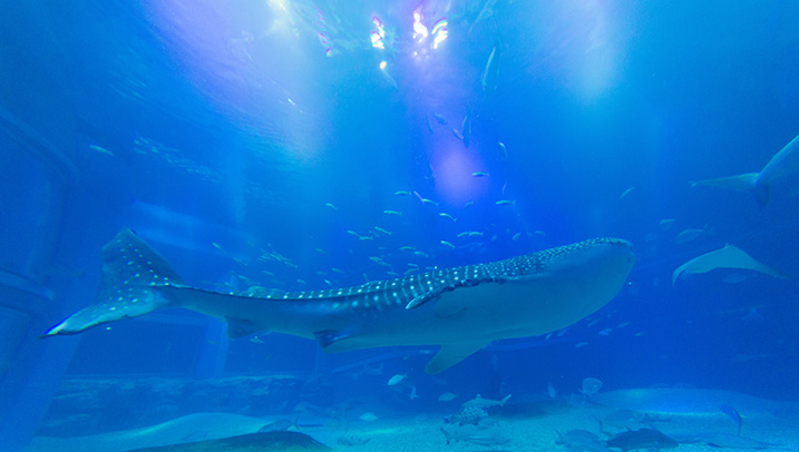 大阪でプロポーズ～水族館デート