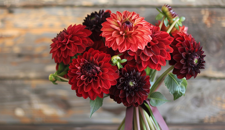 プロポーズ　ダリア