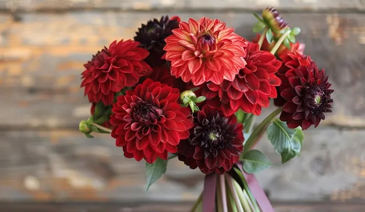 プロポーズ　ダリア