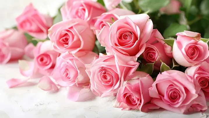 プロポーズ　ピンク色のバラ